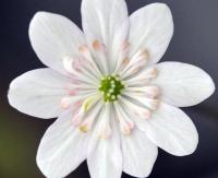 palest pink single flower with pinkish petaloid stamens